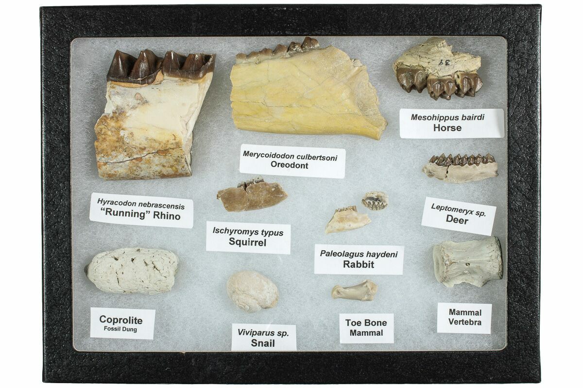 White River Oligocene Fossil Collection (#233966) For Sale 