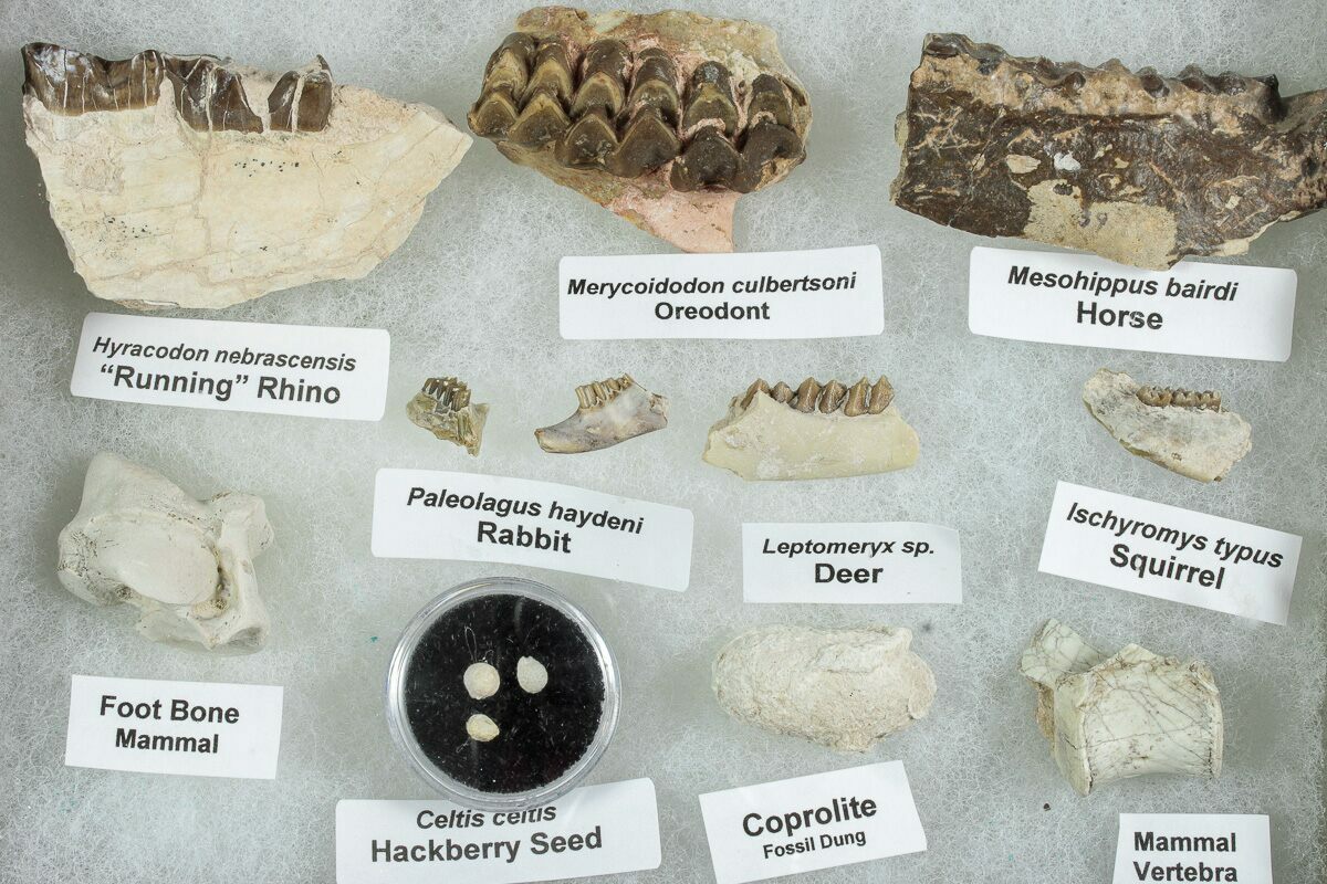 White River Oligocene Fossil Collection (#233975) For Sale 