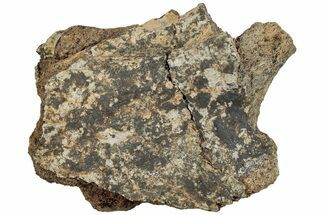 Fossil Dinosaur Bone Section - Wyoming #233824