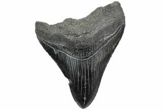 Serrated, Fossil Megalodon Tooth - South Carolina #234018