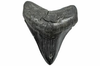 Fossil Megalodon Tooth - South Carolina #234038