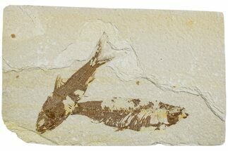 Two Detailed Fossil Fish (Knightia) - Wyoming #234208
