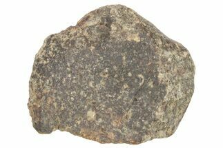 Chondrite Meteorite ( grams) - Western Sahara Desert #233191