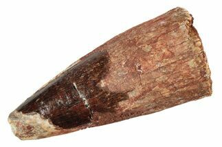 Fossil Spinosaurus Tooth - Real Dinosaur Tooth #234279
