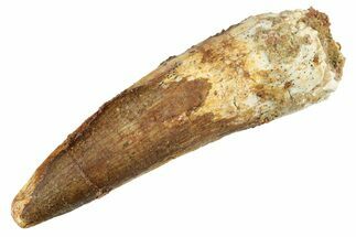 Fossil Spinosaurus Tooth - Real Dinosaur Tooth #234295