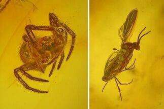 Detailed Fossil Fly (Diptera) and Spider (Araneae) in Baltic Amber #234397