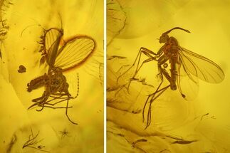 Three Fossil Flies (Diptera) In Baltic Amber #234463