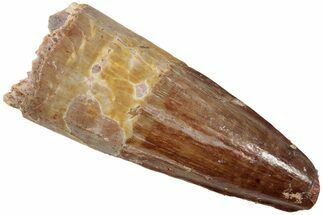 Fossil Spinosaurus Tooth - Real Dinosaur Tooth #234312