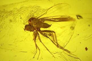 Detailed Fossil Fly (Dolichopodidae) In Baltic Amber #234464