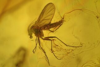 Fossil Fly (Diptera) In Baltic Amber - Jewelry Quality #234466