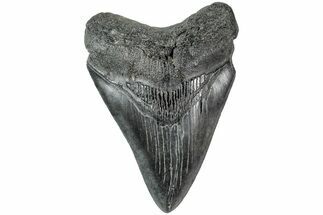 Serrated, Fossil Megalodon Tooth - South Carolina #234108