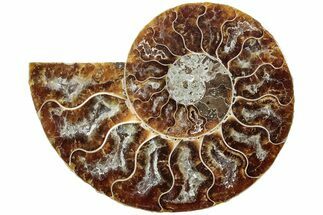Cut & Polished Ammonite Fossil (Half) - Madagascar #234442