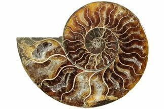 Cut & Polished Ammonite Fossil (Half) - Madagascar #234443