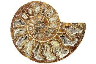 Cut & Polished Ammonite Fossil (Half) - Madagascar #234450