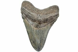 Fossil Megalodon Tooth - South Carolina #234179