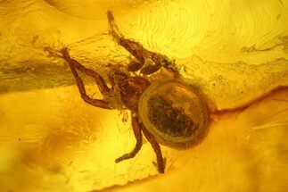Detailed Fossil Spider (Araneae) in Baltic Amber #234470