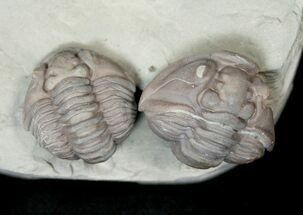 Two Large Enrolled Flexicalymene Trilobites - Ohio #14138