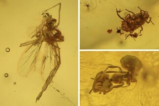 Detailed Fossil Aphid, Ant, and Fly in Baltic Amber #234511