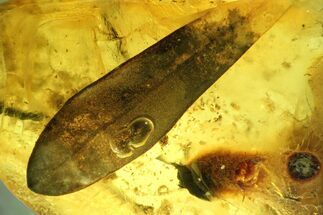 Detailed Fossil Leaf in Baltic Amber #234542