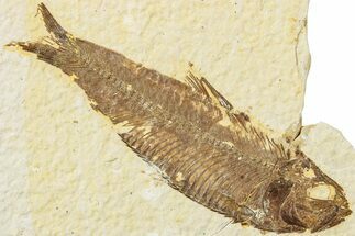 Fossil Fish (Knightia) - Green River Formation #234220