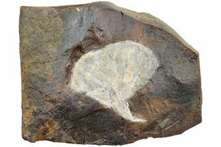 Fossil Ginkgo Leaf From North Dakota - Paleocene #234573