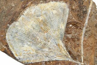Fossil Ginkgo Leaf From North Dakota - Paleocene #234585