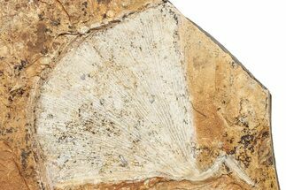 Fossil Ginkgo Leaf From North Dakota - Paleocene #234587