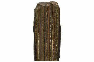 Free-Standing Polished Tiger Iron Stromatolite - Ga #234608