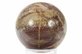 Colorful Petrified Wood (Araucaria) Sphere - Madagascar #234593