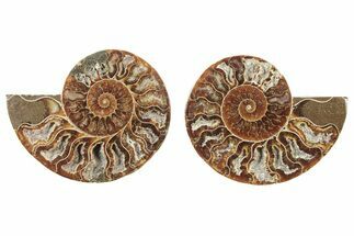Cut & Polished, Agatized Ammonite Fossil - Madagascar #234430