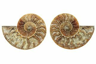 Cut & Polished, Agatized Ammonite Fossil - Madagascar #234431