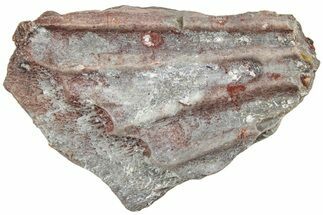 Triassic Amphibian (Metoposaurus) Scute Section - Arizona #234610