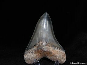 Killer Inch Megalodon Tooth - Collector Quality #81