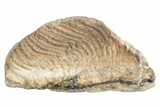 Polished Strelley Pool Stromatolite Slab - Billion Years Old #234855