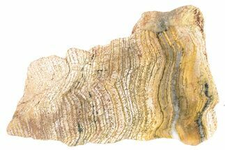 Polished Strelley Pool Stromatolite Slab - Billion Years Old #234859