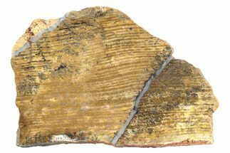 Polished Strelley Pool Stromatolite Slab - Billion Years Old #234860