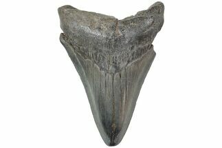 Fossil Megalodon Tooth - South Carolina #234531