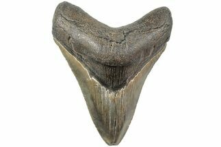 Serrated, Fossil Megalodon Tooth - South Carolina #234532