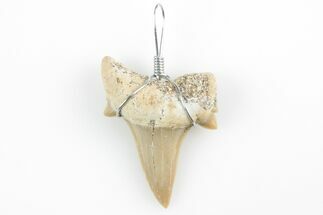 to Wire Wrapped Otodus Shark Tooth Pendant - Morocco #234985