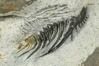 Spiny Leonaspis Trilobite - One Half Prepared #234995