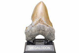 Bargain, Fossil Megalodon Tooth - Sharp Serrations #235140