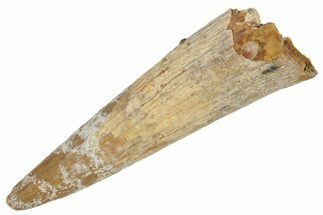 Fossil Pterosaur (Siroccopteryx) Tooth - Morocco #235014
