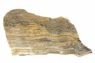 Polished Strelley Pool Stromatolite Slab - Billion Years Old #234840