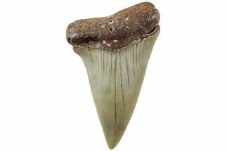 Fossil Broad-Toothed Mako Shark Tooth - North Carolina #235212
