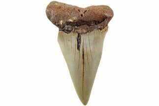 Fossil Broad-Toothed Mako Shark Tooth - North Carolina #235213