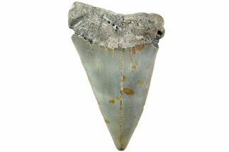 Fossil Broad-Toothed Mako Shark Tooth - North Carolina #235229