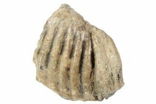Partial Southern Mammoth Molar - Hungary #235260