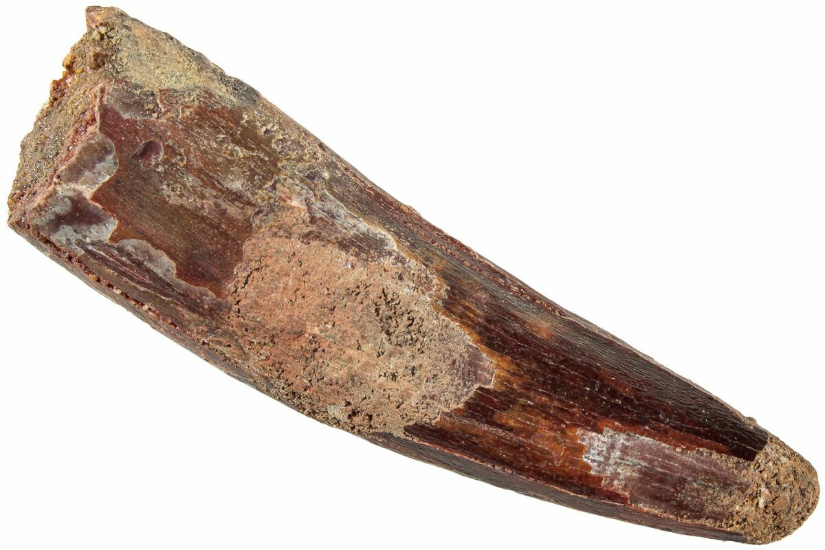 2-3-fossil-spinosaurus-tooth-real-dinosaur-tooth-235106-for-sale