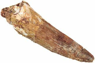Fossil Spinosaurus Tooth - Real Dinosaur Tooth #235109