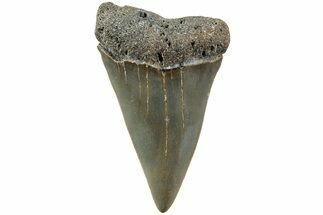 Fossil Broad-Toothed Mako Shark Tooth - North Carolina #235184
